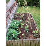 small garden, with stakes, vertical plants, how to start a garden for beginners