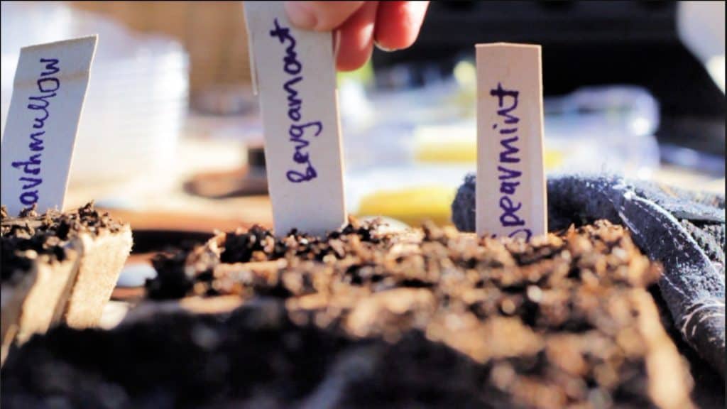seedlings labels in dirt-how to start vegetables from seeds for the beginner gardener 
